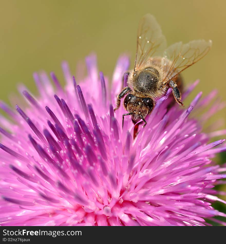 Bee On Flower