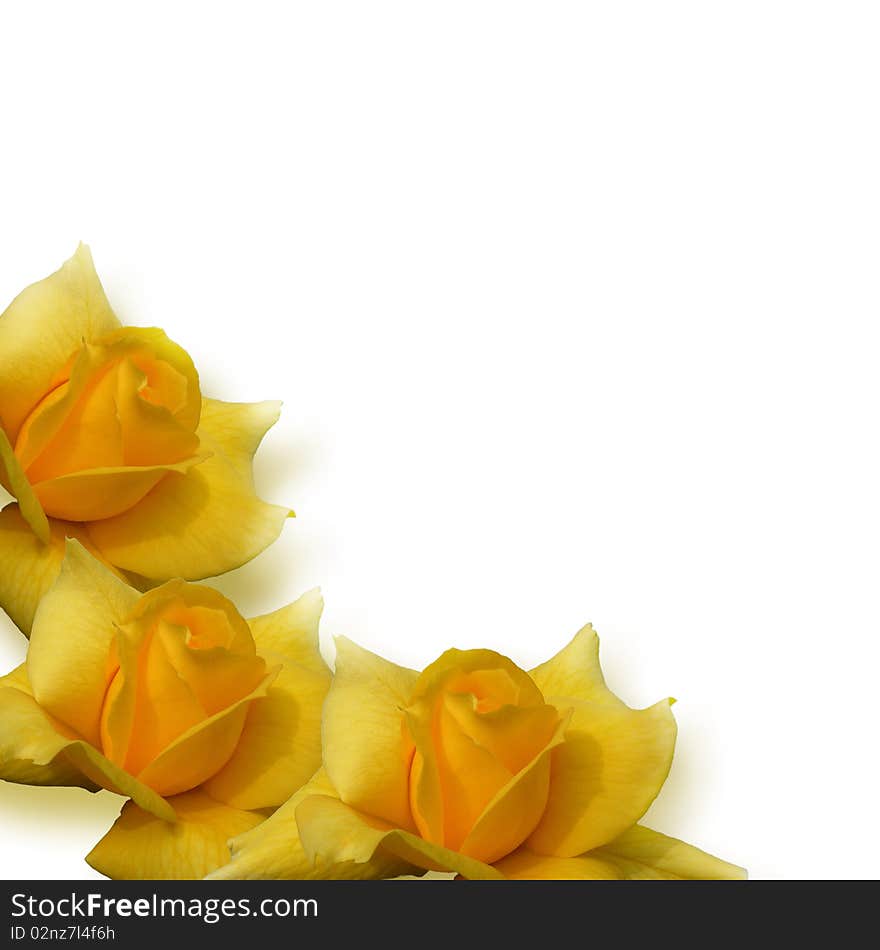 Yellow rose on white background