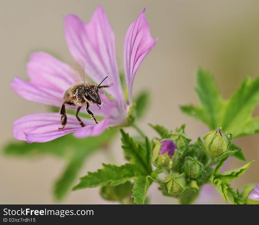 Bee On Flower