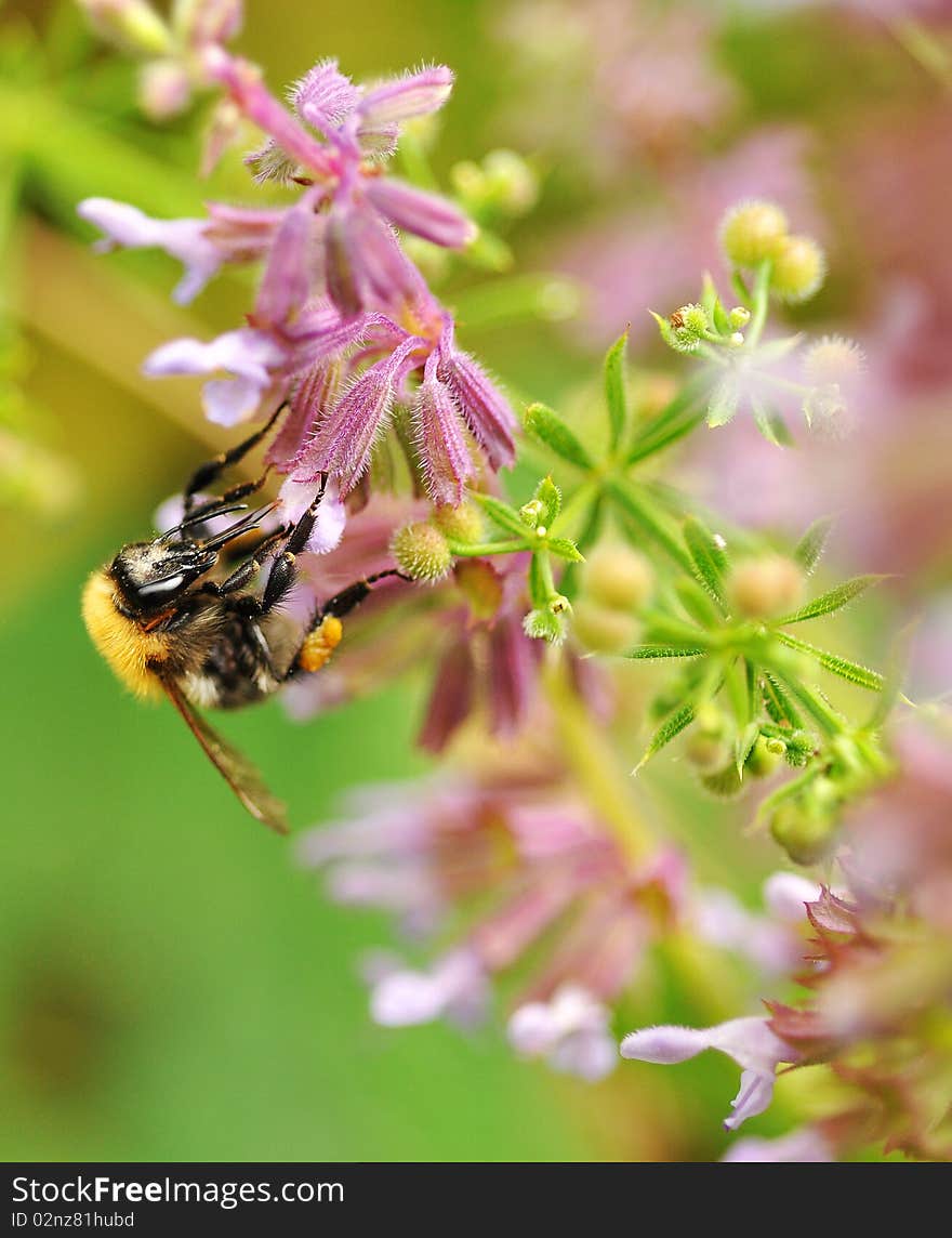 Bee On Flower