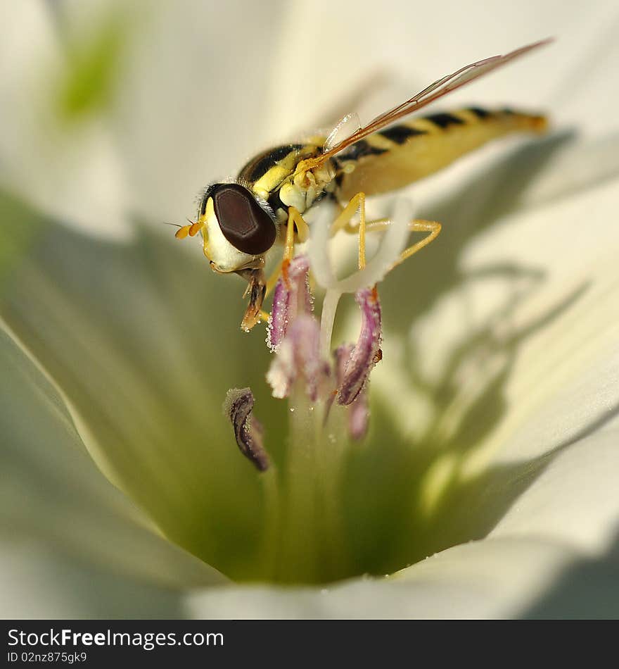 Bee on white flower