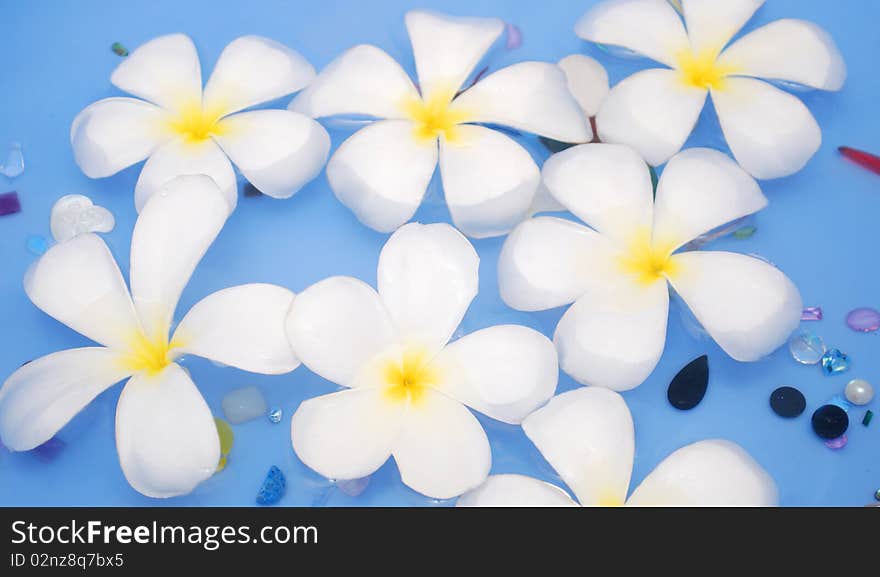 White frangipanis