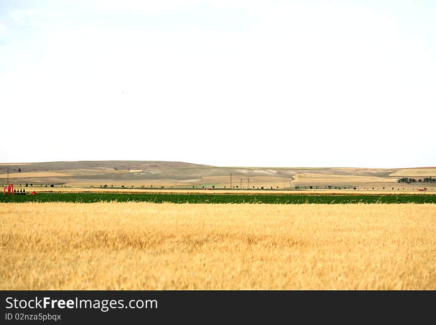 Sunset over field with green grass