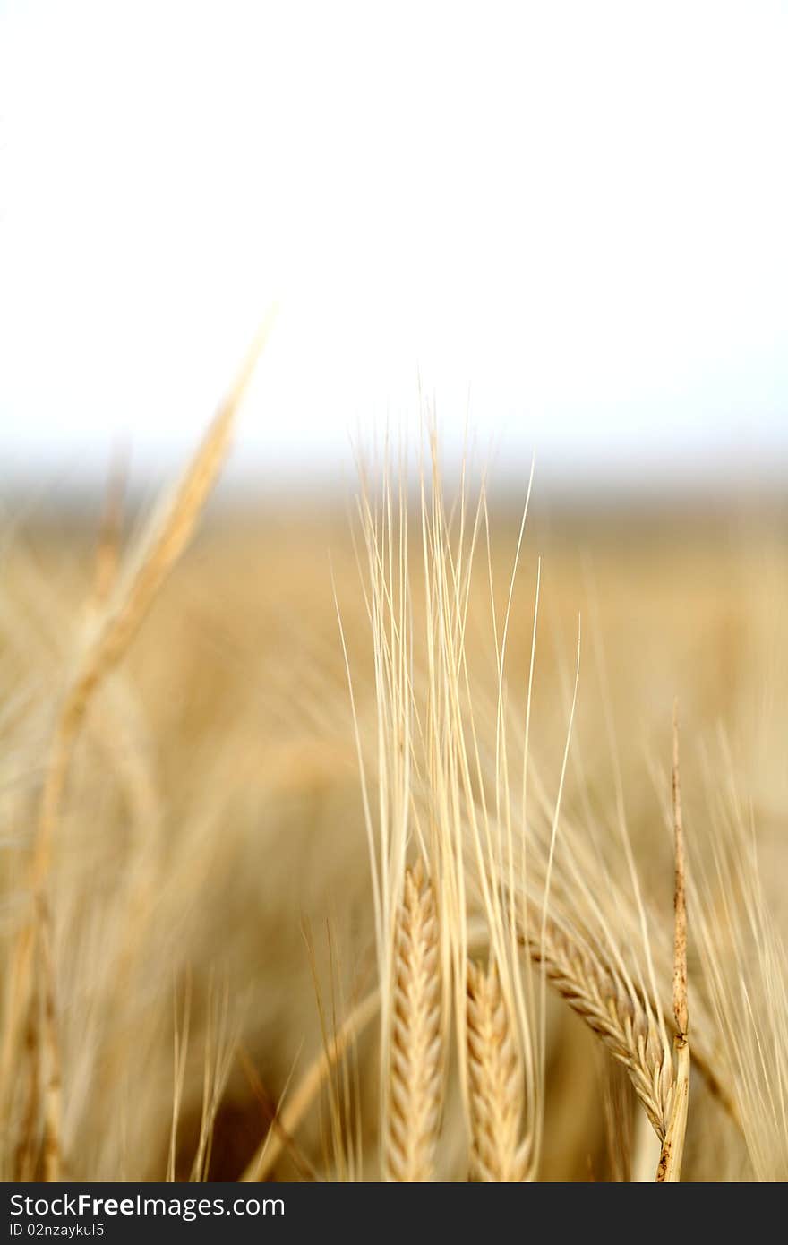 Sunset over field with green grass background