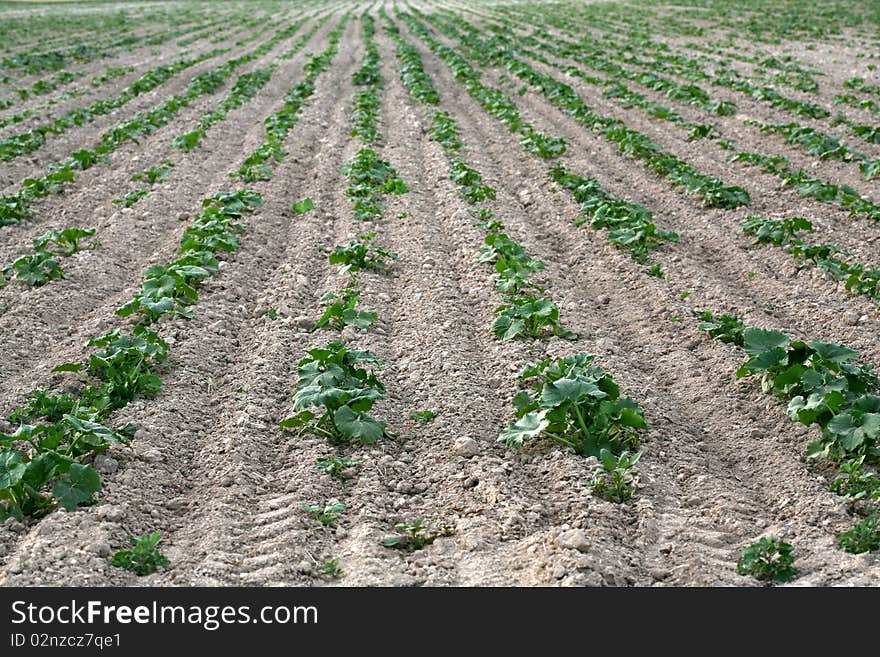 The potato in the green field blossoms background