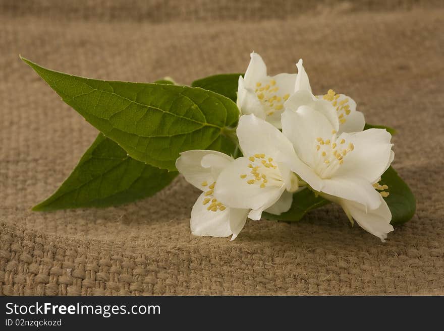 Branch of jasmin on white burlap background. Branch of jasmin on white burlap background