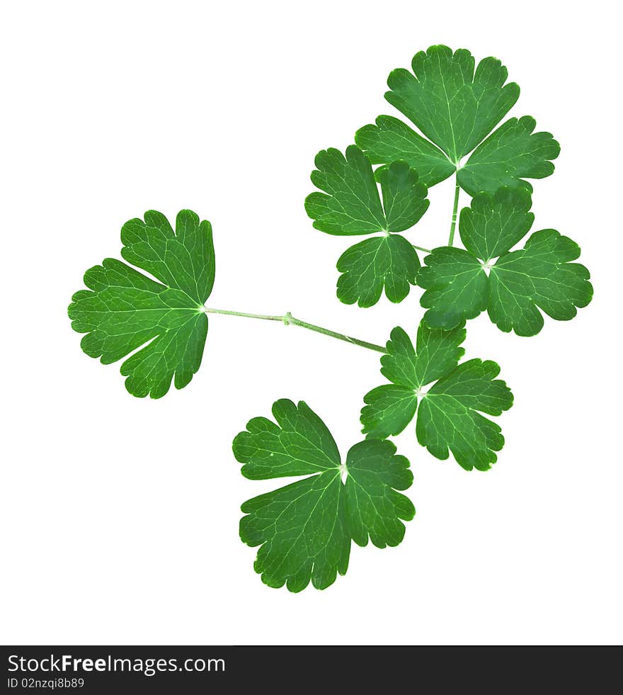 Branch of green leaves isolated on white background