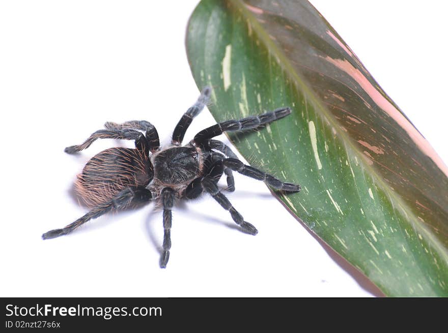 Tarantula isolated on white background.