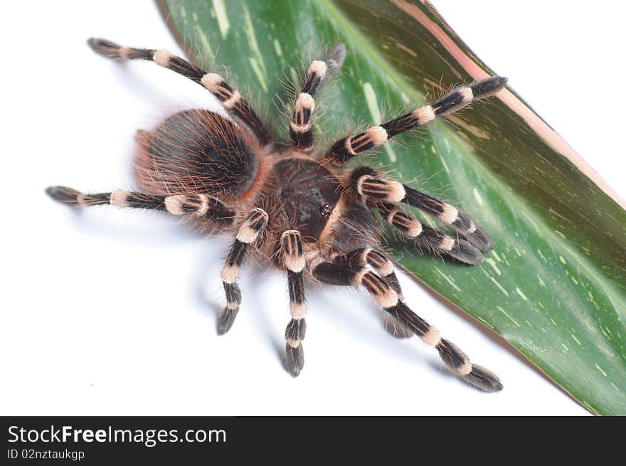 Tarantula isolated on white background.