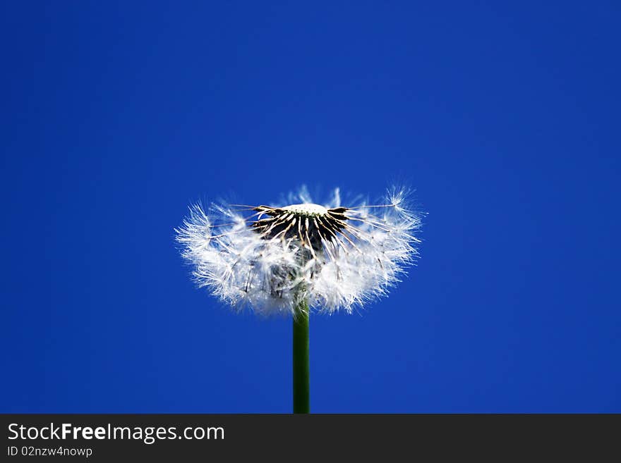 Dandelion