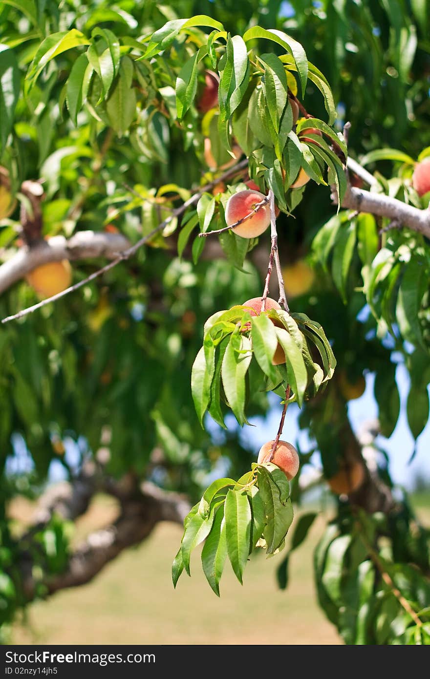 Peaches On A Tree