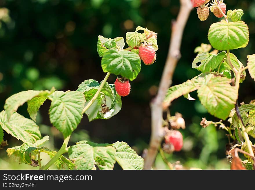 Raspberries on the bush at a Farm. Raspberries on the bush at a Farm