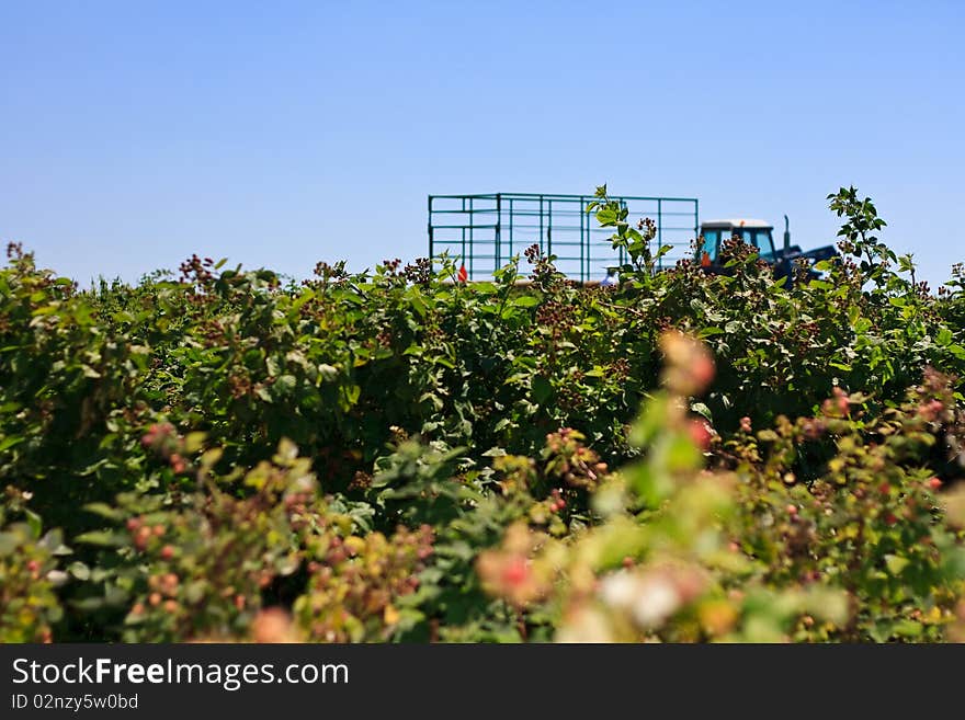 A raspberry field with a tractor in the background