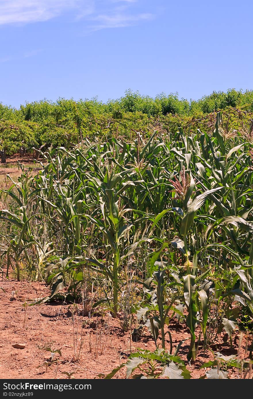 Corn in a summer field. Corn in a summer field