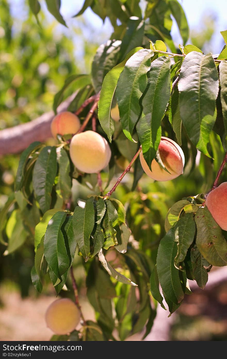 Peaches on a tree in a field