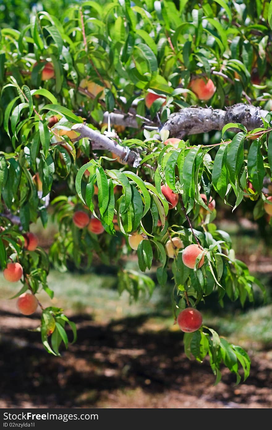 Peaches on a tree in a field