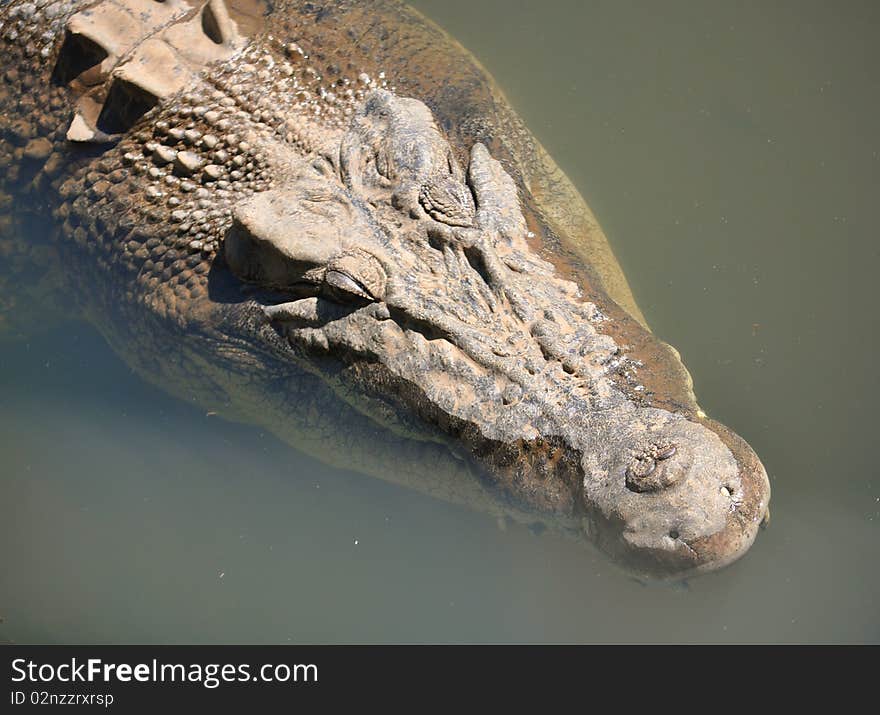 Australian Adult Crocodile