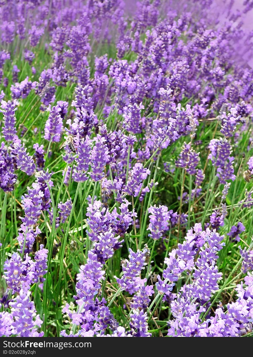 Field of violet herb lavender in detail. Field of violet herb lavender in detail