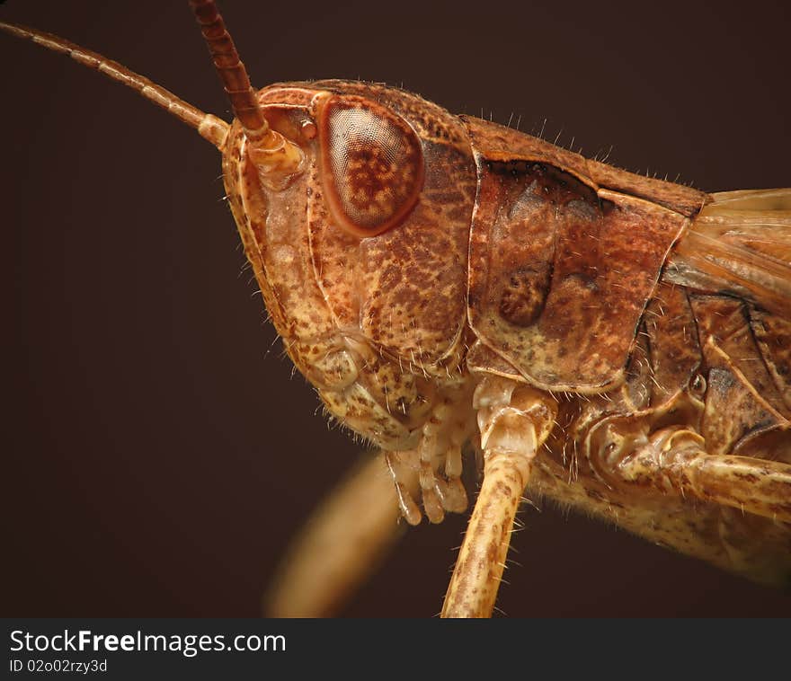 Grasshopper Closeup