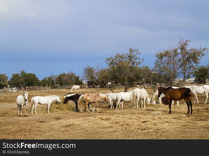 Horses