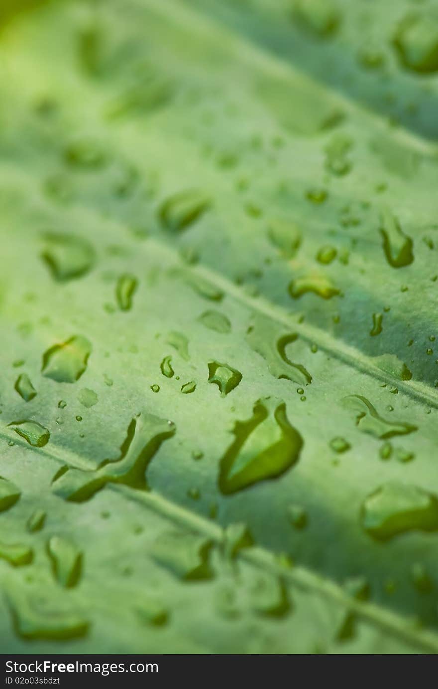 Wet banana leaf filling the frame as background