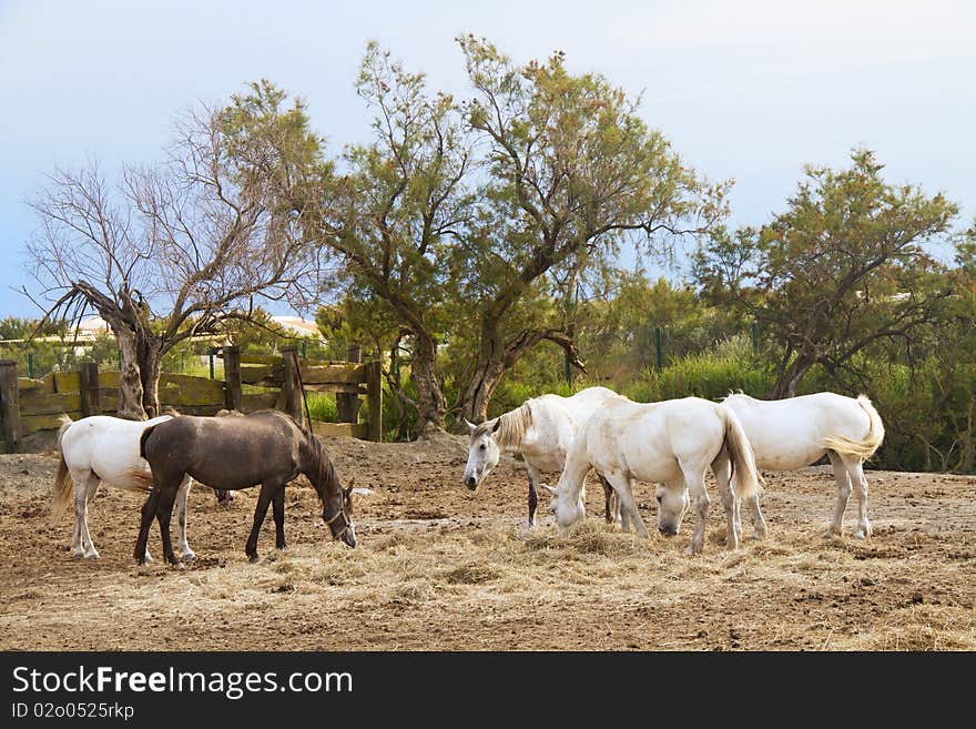 Horses