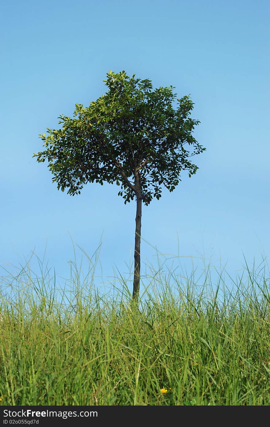 Lonely tree in the blue sky background