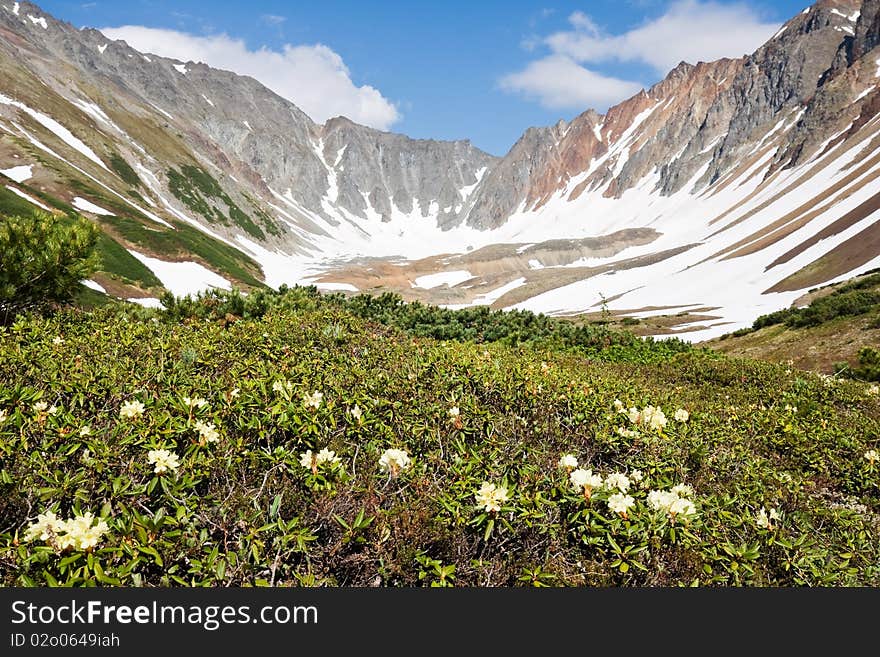 Beautiful flowers grow near volcano near by cool snow. Beautiful flowers grow near volcano near by cool snow