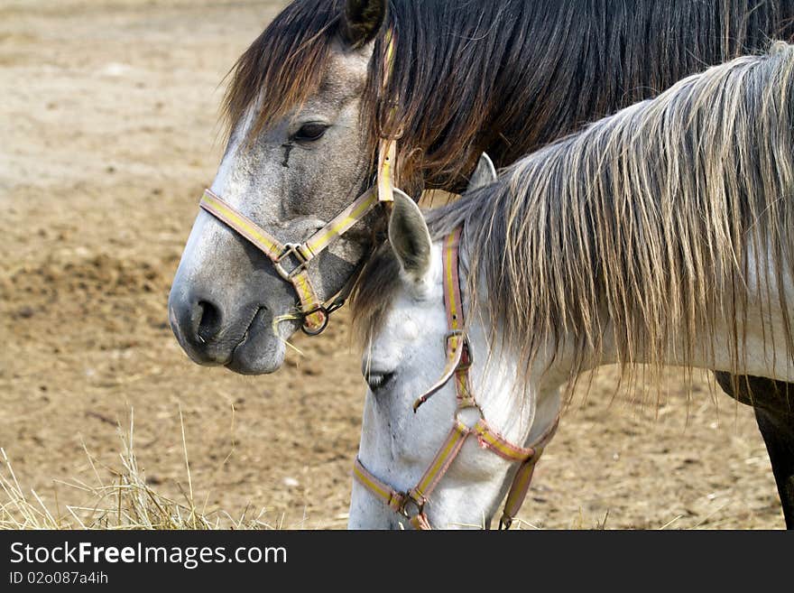 Horses