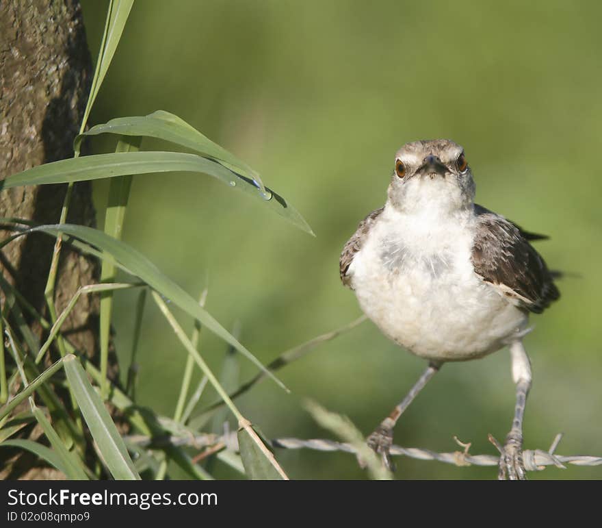 Mockingbird on barb wire