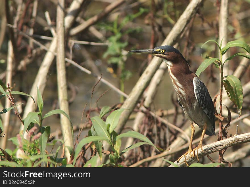 Adult green heron standing alone waiting to find the meal at the federal natural reserve of Cartagena lagoon, Lajas, Puerto Rico