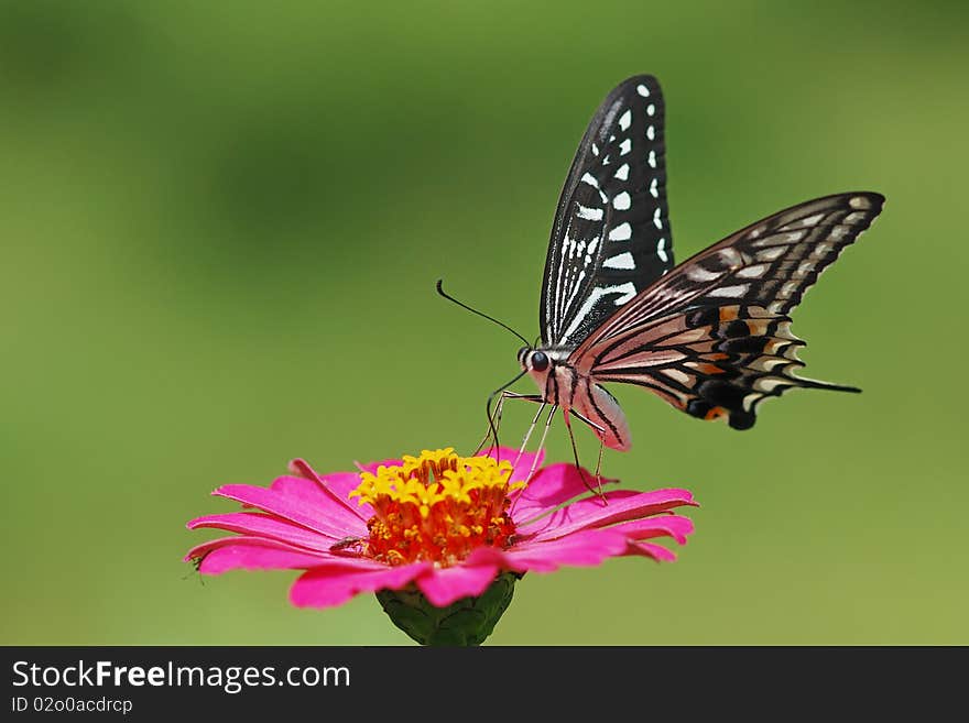 A beautful butterfly on the flower