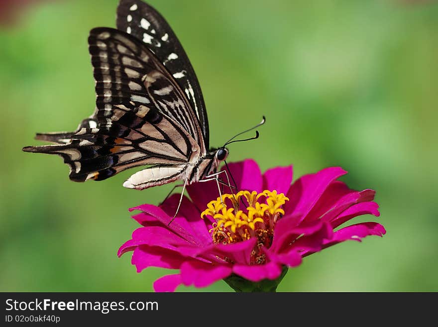 A beautful butterfly on the flower