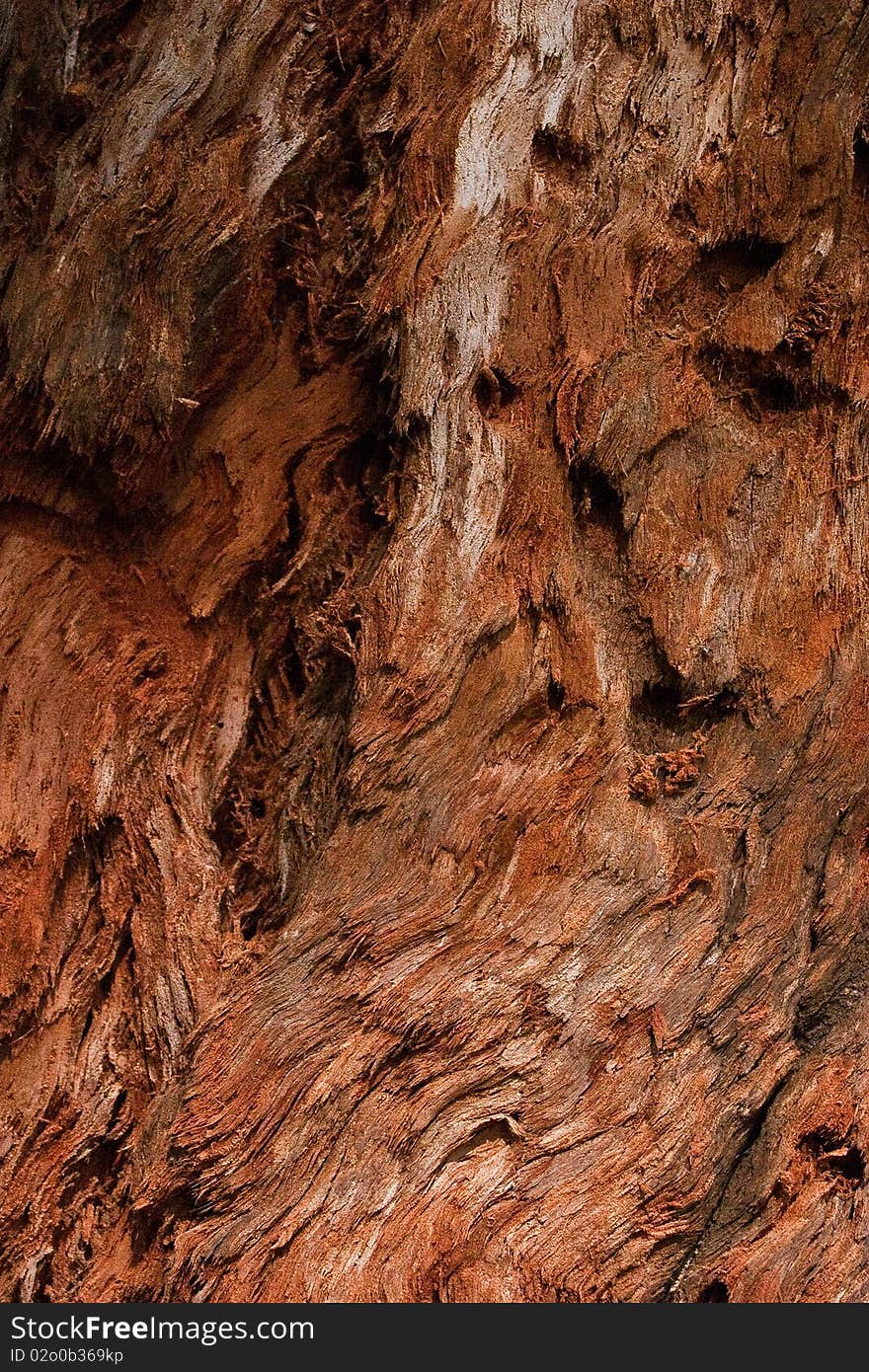 Wood texture of tree in city street