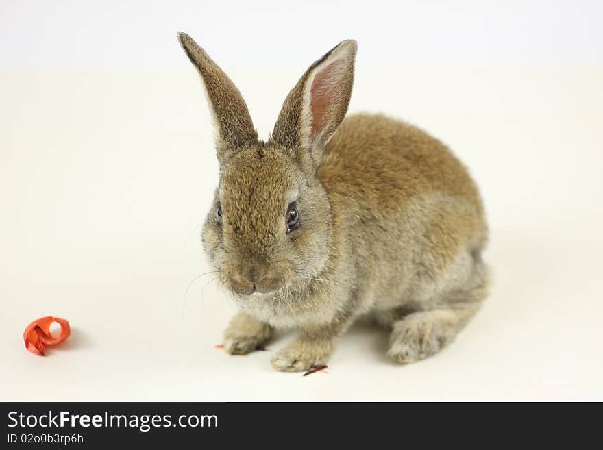 Little rabbit shot on white