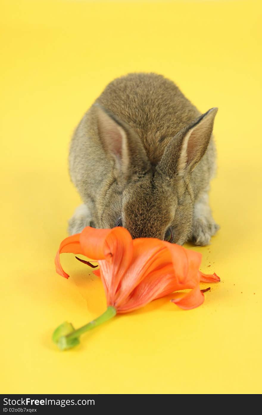 Little rabbit shot on yellow