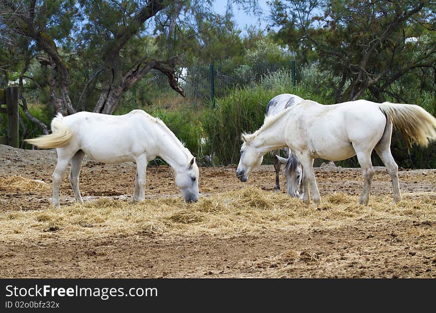 Horses