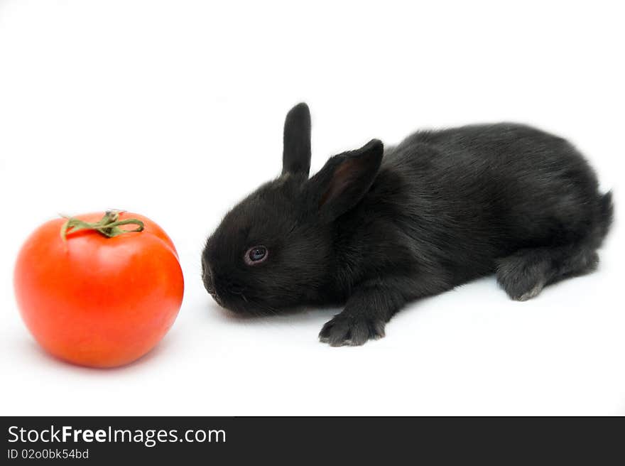 Black small rabbit on white background