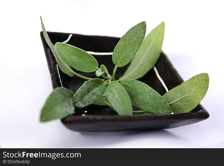 Typical italian plant used in kitchen. Typical italian plant used in kitchen