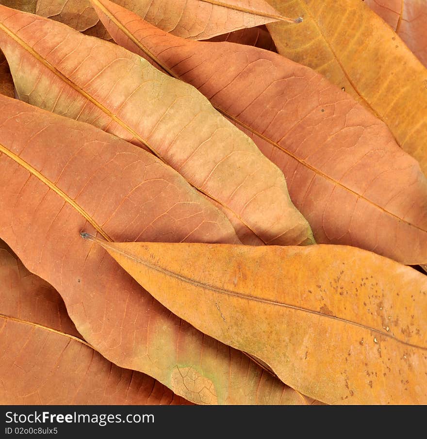 A pile of dry leaves