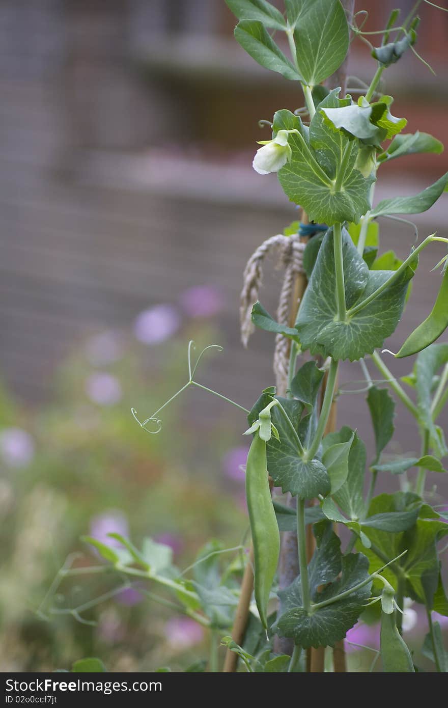 Organically growing peas. A flowering pea plant set to the right of image on a portrait format with visible pea pods, leaving room for copy to left of image. Soft focus pink and violet flowers to the background.