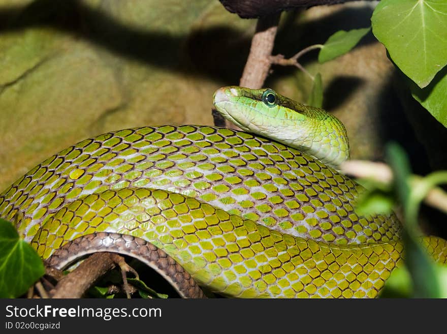 Red Tailed Green Ratsnake on a branch