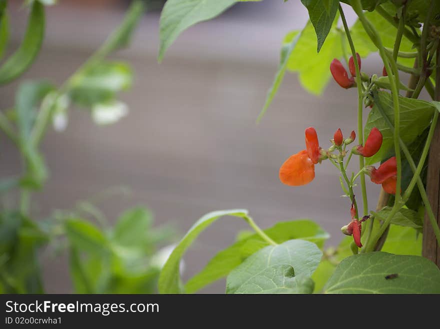 Flowering Beans