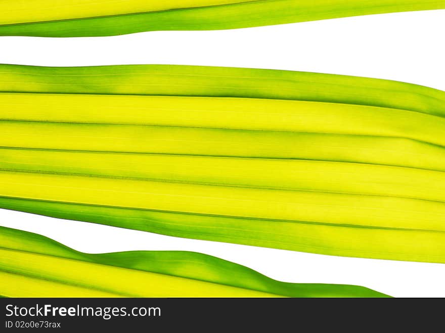 Isolated texture of green leaf. Isolated texture of green leaf