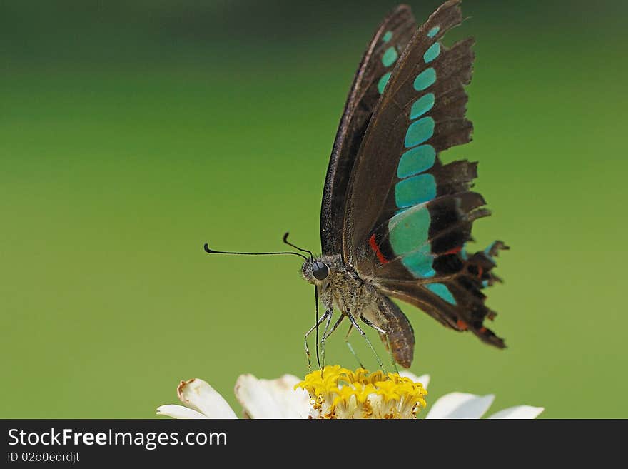 A black butterfly on the white flower