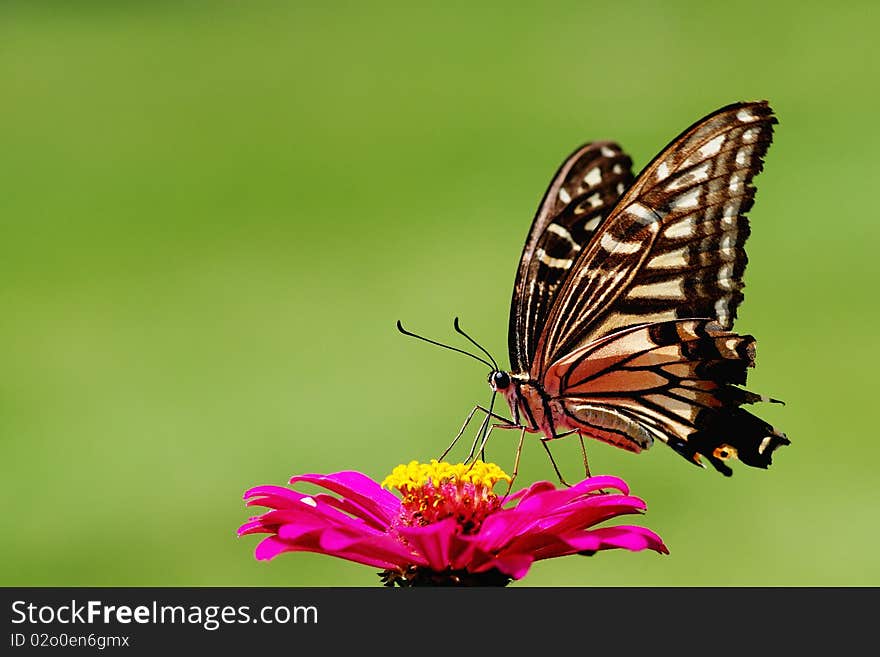 A beautful butterfly on the red flower