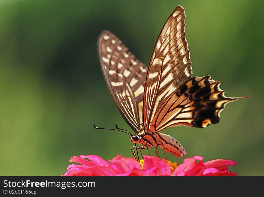 A beautful butterfly eating pollen on the red flower