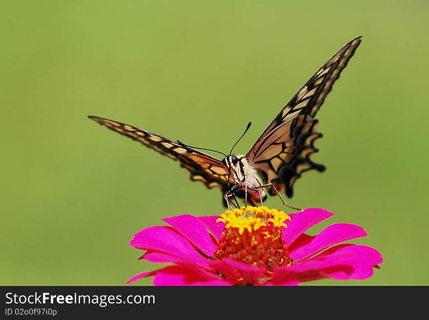 A beautful butterfly eating pollen on the red flower