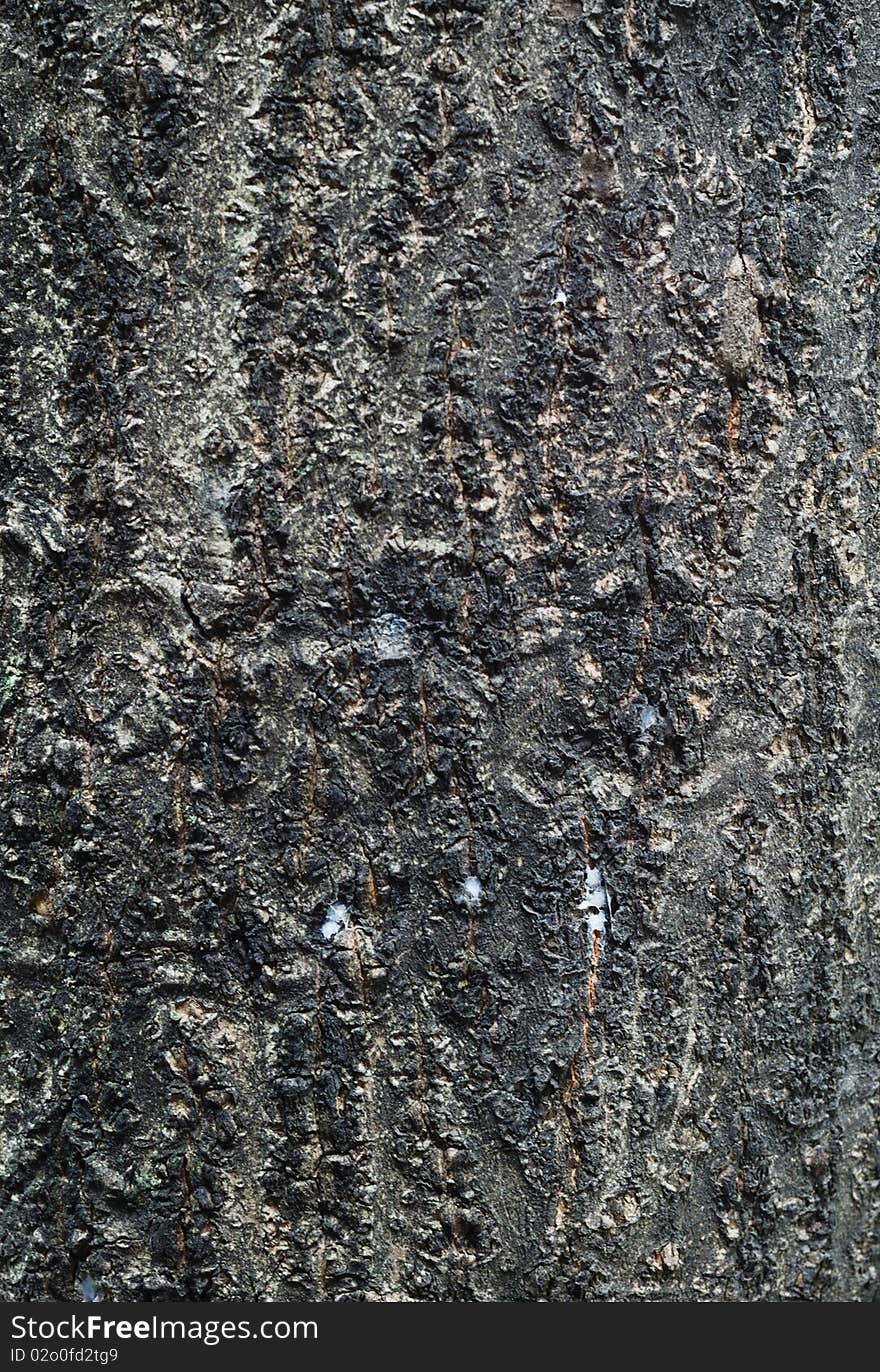 Bark Texture