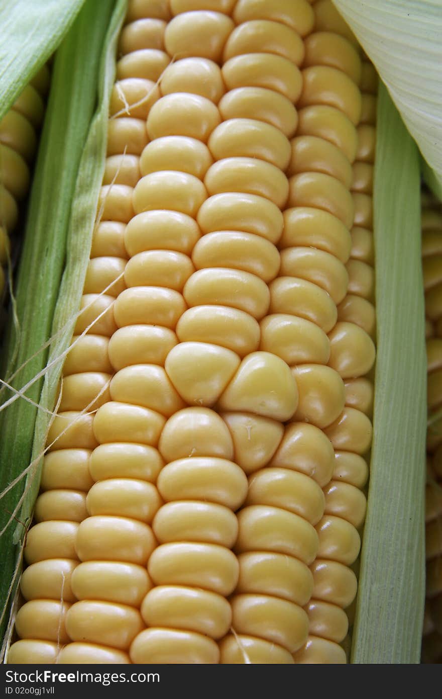 Raw corn cob close up. Raw corn cob close up